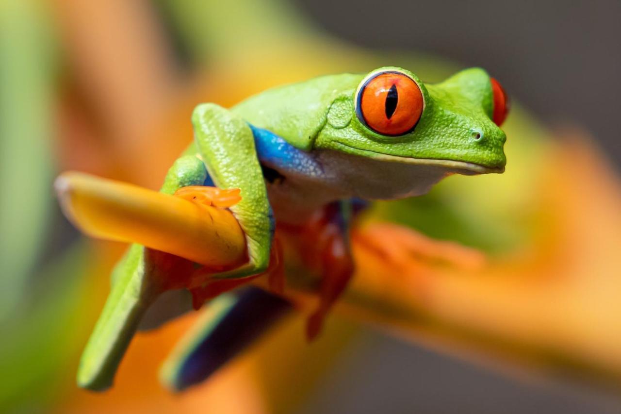 Casa Paraiso Tropical Parrita Dış mekan fotoğraf