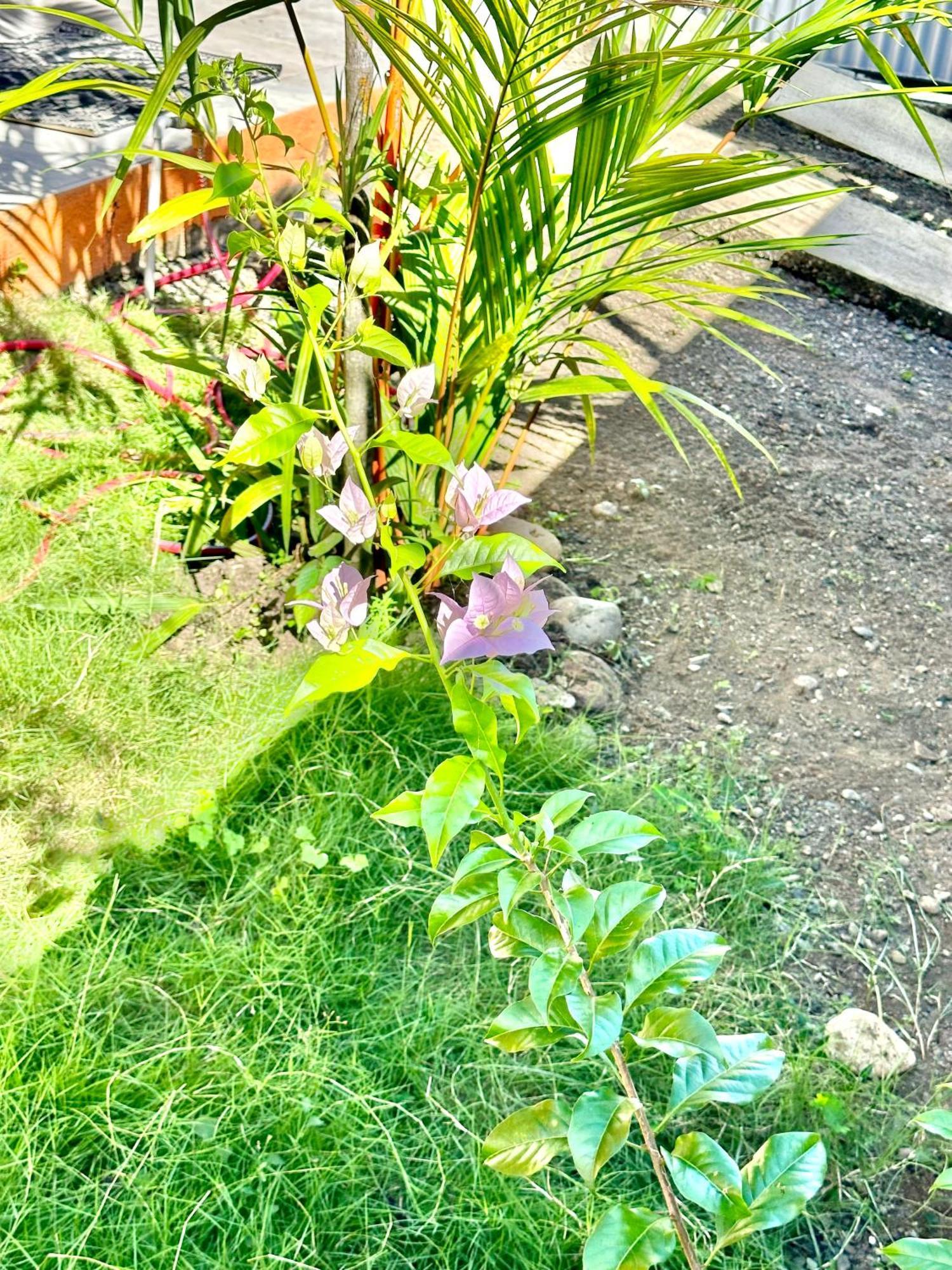 Casa Paraiso Tropical Parrita Dış mekan fotoğraf
