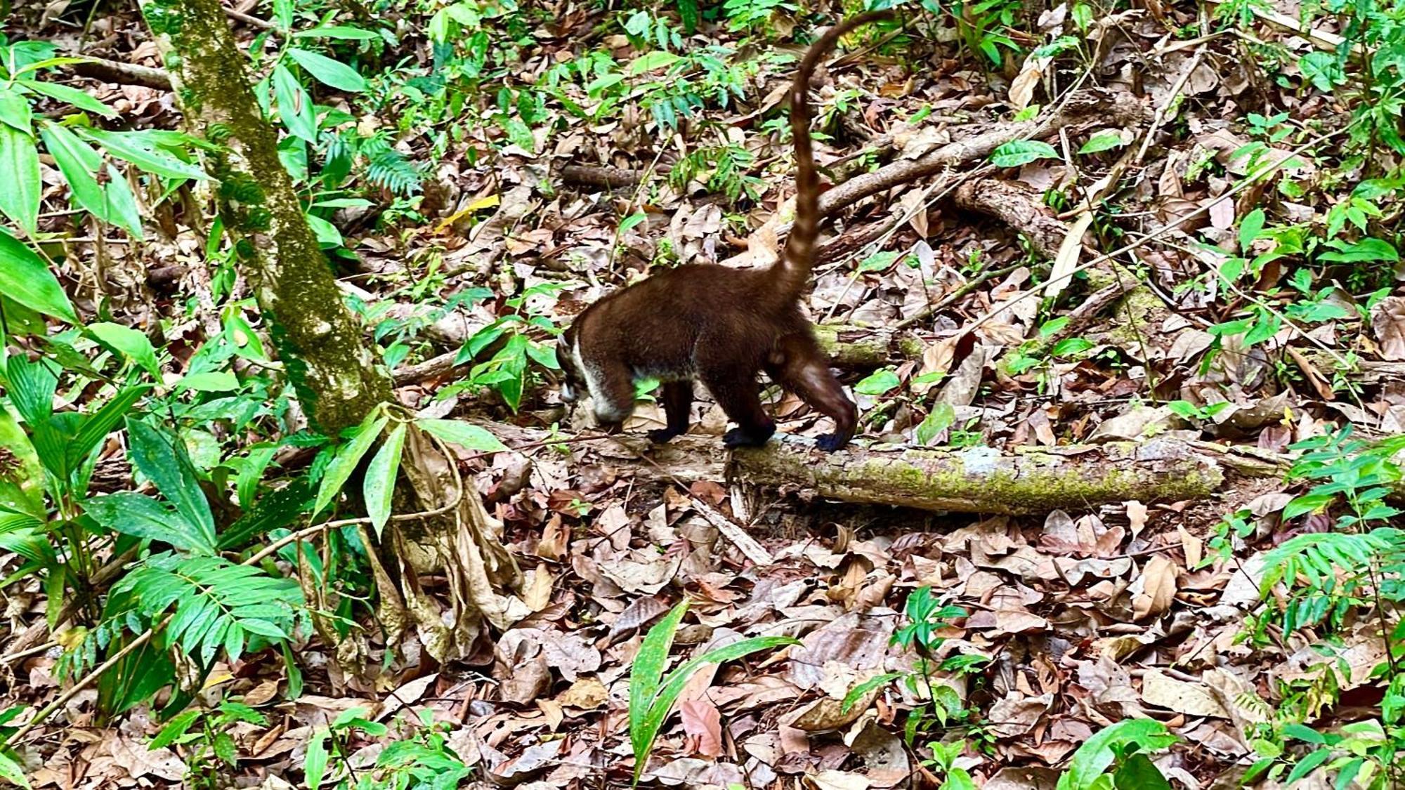 Casa Paraiso Tropical Parrita Dış mekan fotoğraf